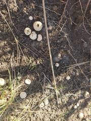 Lycoperdon pulcherrimum
