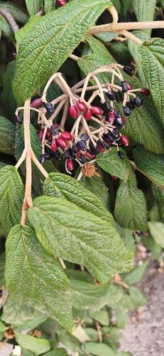 Leatherleaf viburnum