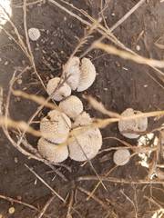 Lycoperdon pulcherrimum