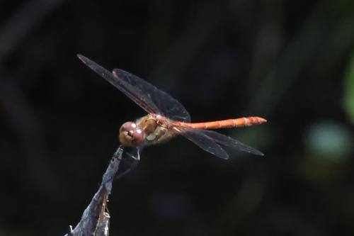 Common Darter