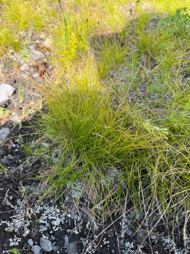 Carex eburnea