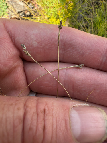 Carex eburnea, photograph 2