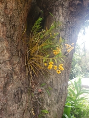Dendrobium fimbriatum
