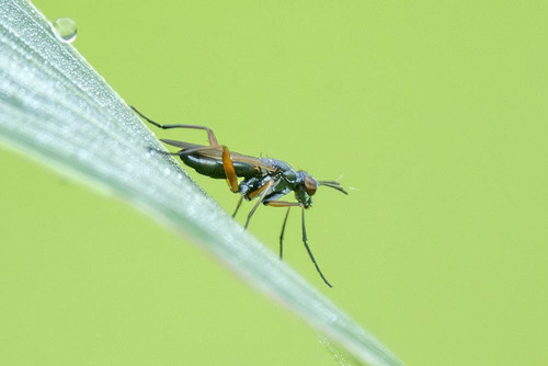 Sepedon aenescens, 2026-08-19
