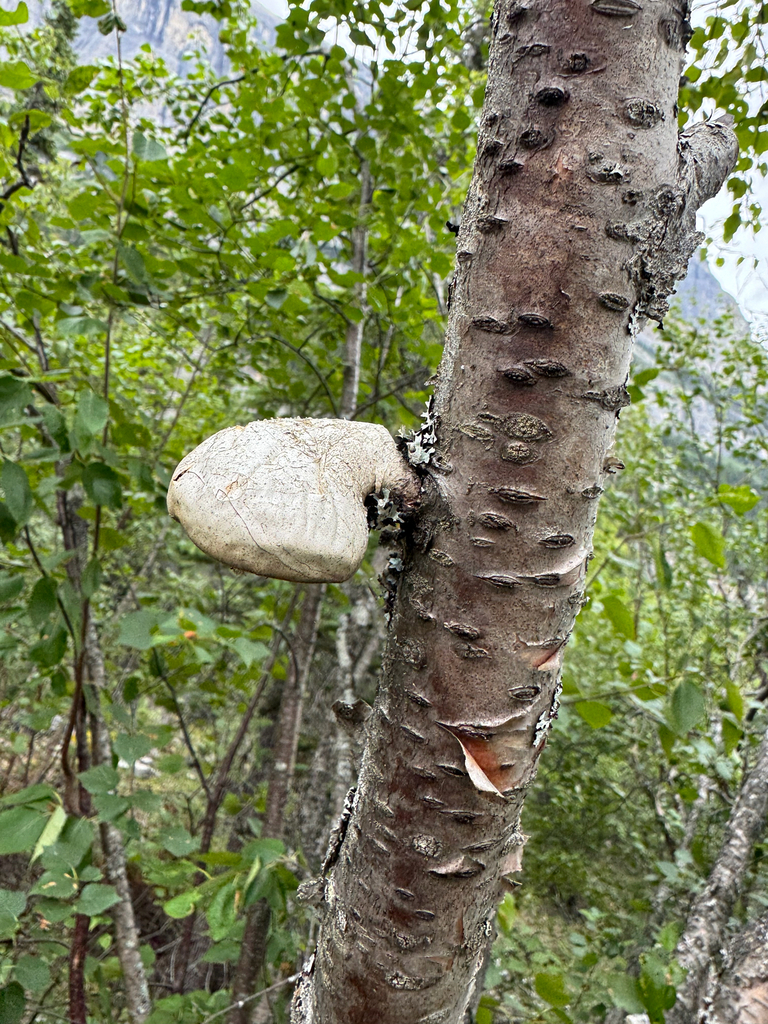 birch polypore · August 2026 · photo: Photo: (c) Caleb Catto, some rights reserved (CC BY) · iNaturalist