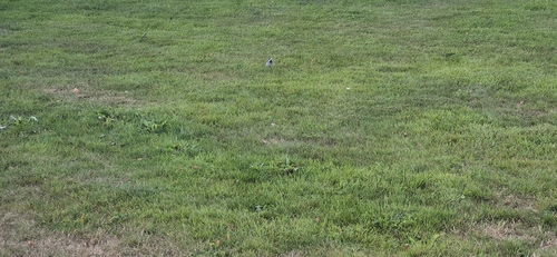 White Wagtail