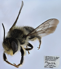 Megachile relativa