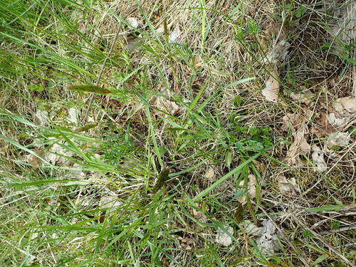 Kvapioji gardūnytė