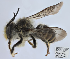 Megachile relativa