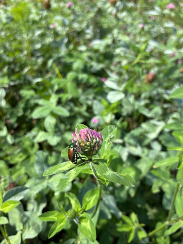 Japanese Beetle