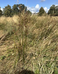 Juncus acutiflorus, photograph author not stated, no rights reserved