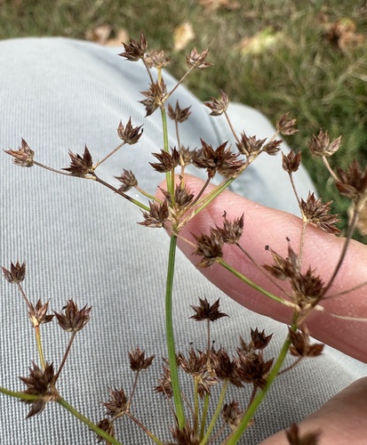 Juncus acutiflorus, photograph 5