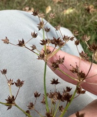 Juncus acutiflorus, photograph author not stated, no rights reserved
