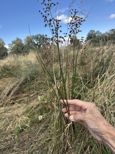 Juncus acutiflorus, photograph 6
