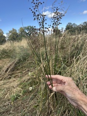 Juncus acutiflorus, photograph author not stated, no rights reserved