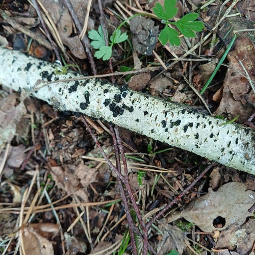 Diatrypella favacea observed 2026-08-19