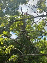 Lonicera sempervirens