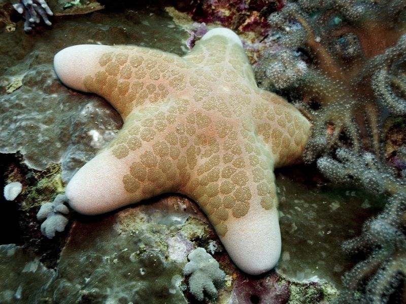 Choriaster