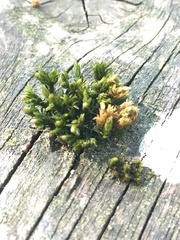 Orthotrichum stramineum