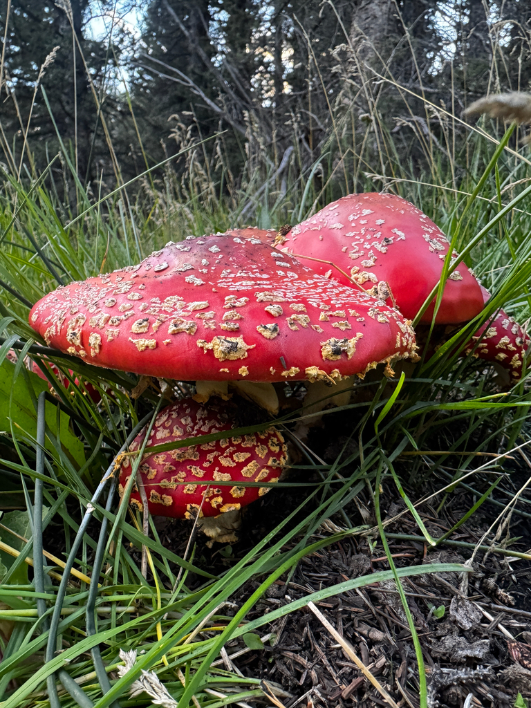 Fly Agaric · August 2026 · photo: Photo: (c) Parker James Lloyd, some rights reserved (CC BY) · iNaturalist