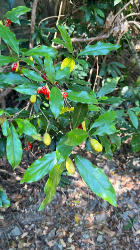 Pittosporum glabratum, 2026-01-25