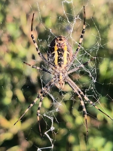 Wasp Spider