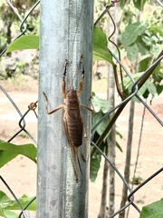 Nesoecia nigrispina