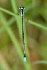 Aciagrion occidentale