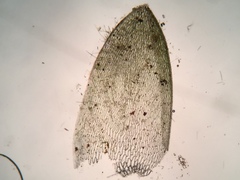 Sphagnum platyphyllum