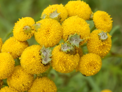 Tansy Flask Gall, photo 6 of 10