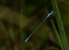 Aciagrion occidentale