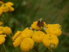Rhopalomyia tanaceticola