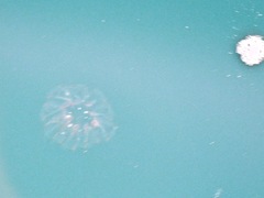 Cyclosalpa bakeri