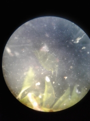 Plagiothecium laetum