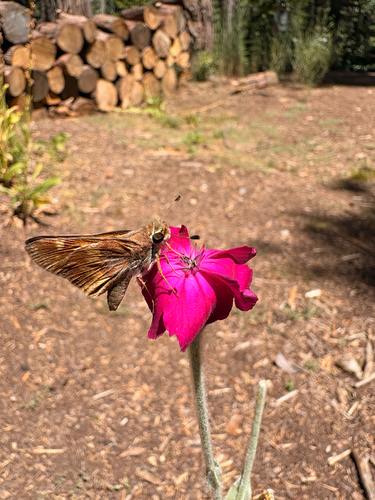 iNaturalist observation photo of Umber Skipper