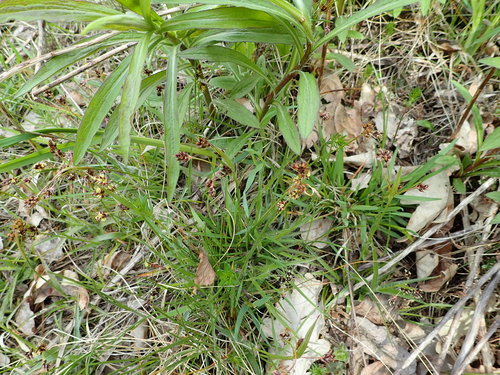 Ganyklinis kiškiagrikis