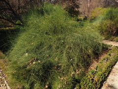 Ephedra major major
