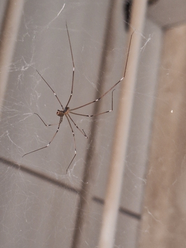 Marbled Cellar Spider