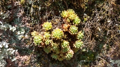 Graptopetalum pachyphyllum