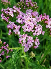 Achillea roseo-alba