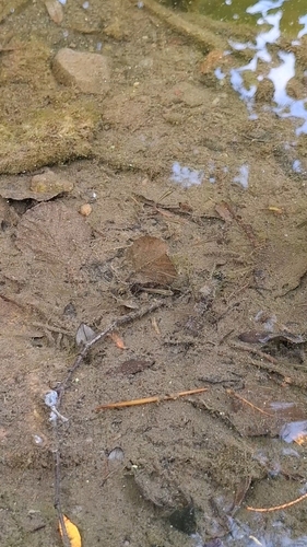 Eastern Mosquitofish