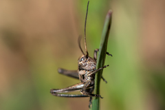 Decticus verrucivorus