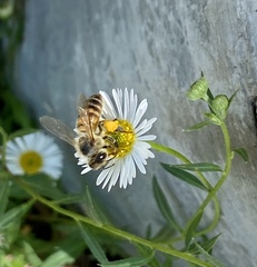 Apis mellifera