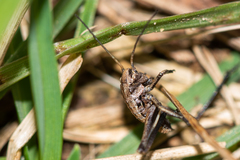 Decticus verrucivorus