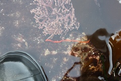 Tubulanus