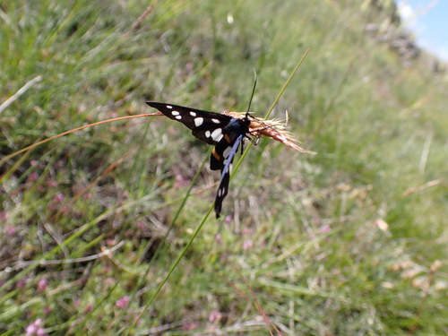 Amata marjana