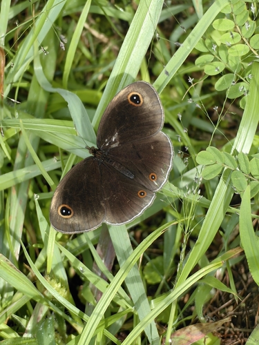 Pallid Argus