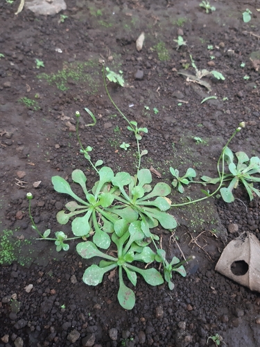 Image of Erigeron cuneifolius by (c) Joel Trejos, some rights reserved (CC BY-SA)