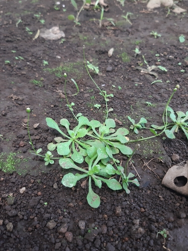 Image of Erigeron cuneifolius by (c) Joel Trejos, some rights reserved (CC BY-SA)