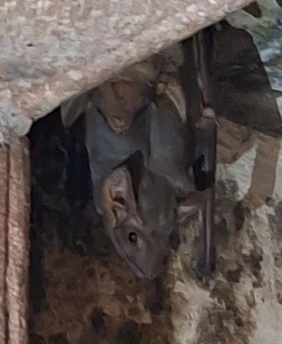 Naked-rumped Tomb Bat